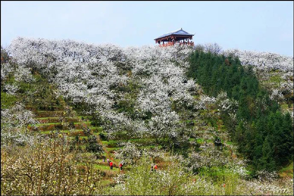 【春天，广西桂林灌阳县向您发出邀请！】我们在灌阳看梨花 - 游山玩水 - 揭阳生活社区 - 揭阳28生活网 jy.28life.net