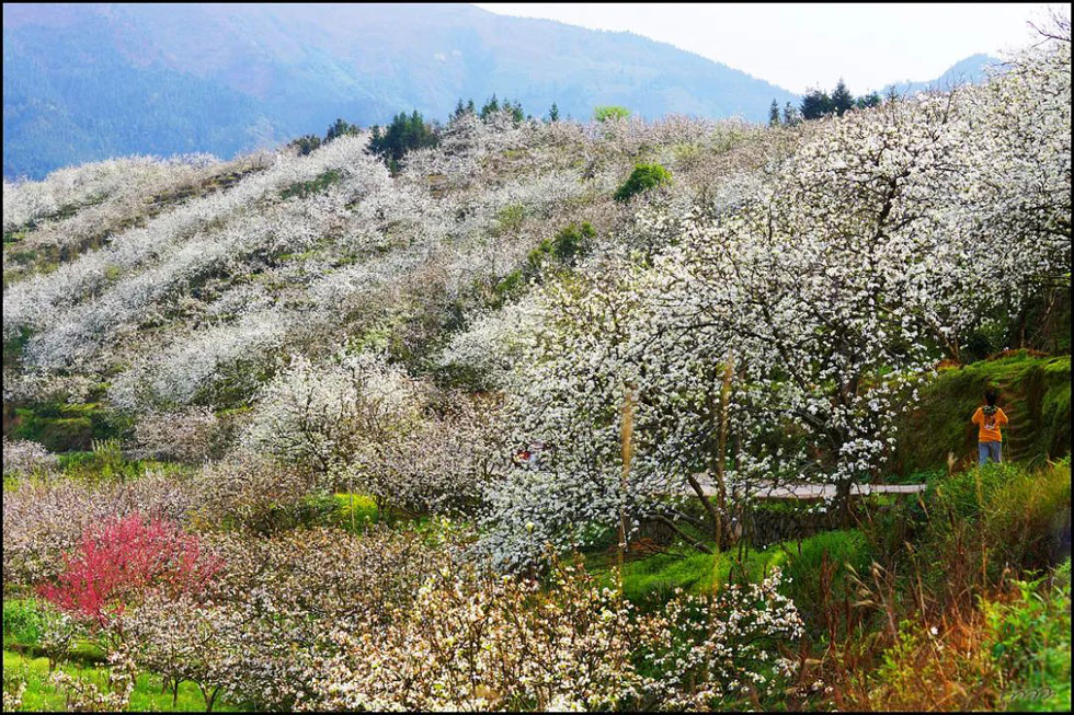 【春天，广西桂林灌阳县向您发出邀请！】我们在灌阳看梨花 - 游山玩水 - 揭阳生活社区 - 揭阳28生活网 jy.28life.net