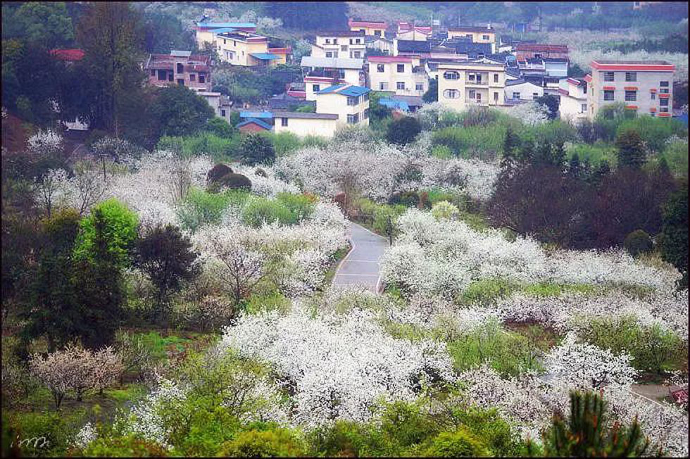 【春天，广西桂林灌阳县向您发出邀请！】我们在灌阳看梨花 - 游山玩水 - 揭阳生活社区 - 揭阳28生活网 jy.28life.net