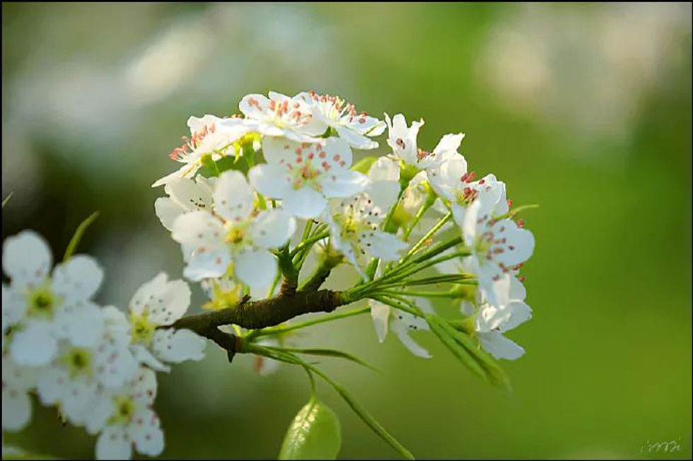 【春天，广西桂林灌阳县向您发出邀请！】我们在灌阳看梨花 - 游山玩水 - 揭阳生活社区 - 揭阳28生活网 jy.28life.net