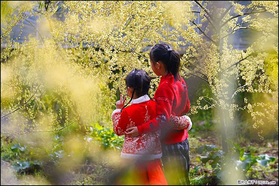 【春天，广西桂林灌阳县向您发出邀请！】米珠山前有片山苍子花在飘香 - 游山玩水 - 揭阳生活社区 - 揭阳28生活网 jy.28life.net
