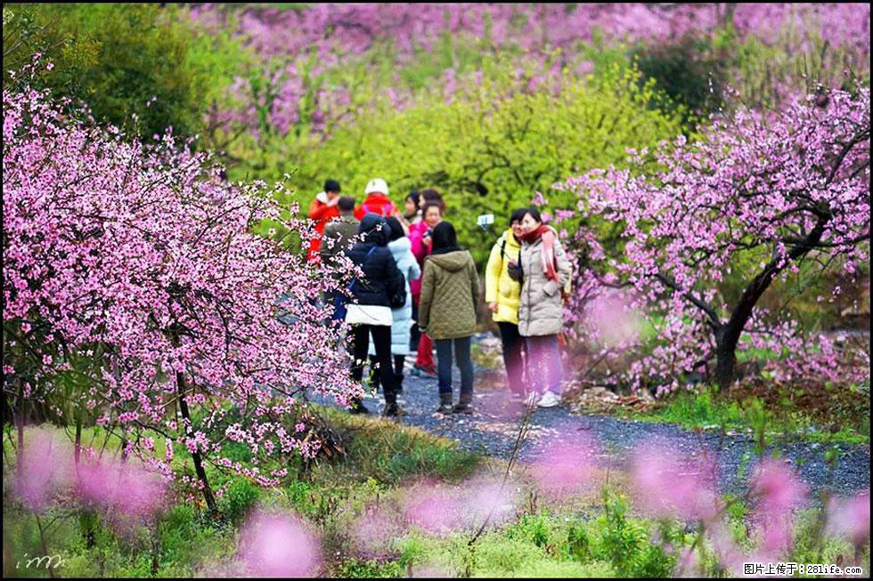 【春天，广西桂林灌阳县向您发出邀请！】官庄村有个醉美的桃花园 - 游山玩水 - 揭阳生活社区 - 揭阳28生活网 jy.28life.net