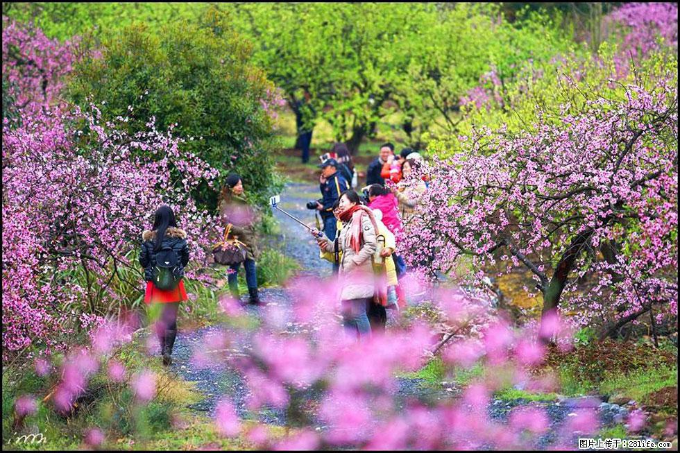 【春天，广西桂林灌阳县向您发出邀请！】官庄村有个醉美的桃花园 - 游山玩水 - 揭阳生活社区 - 揭阳28生活网 jy.28life.net