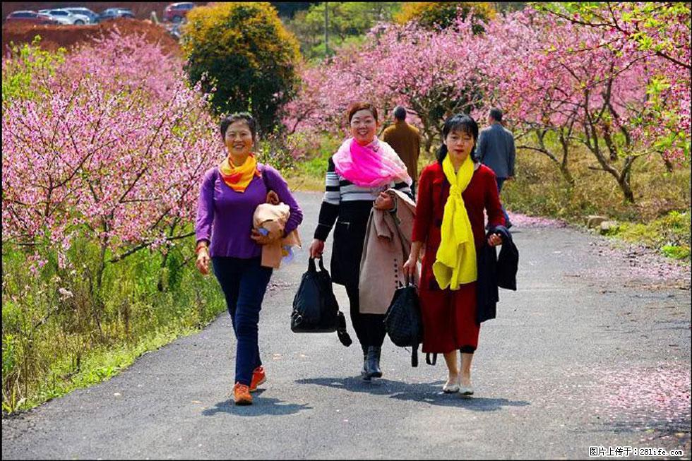 【春天，广西桂林灌阳县向您发出邀请！】官庄村有个醉美的桃花园 - 游山玩水 - 揭阳生活社区 - 揭阳28生活网 jy.28life.net