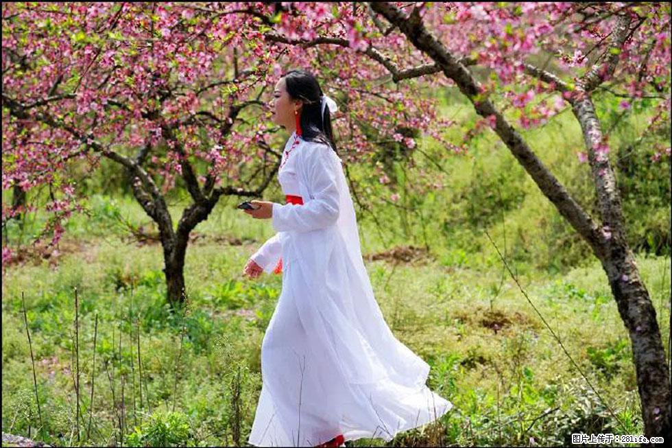 【春天，广西桂林灌阳县向您发出邀请！】官庄村有个醉美的桃花园 - 游山玩水 - 揭阳生活社区 - 揭阳28生活网 jy.28life.net