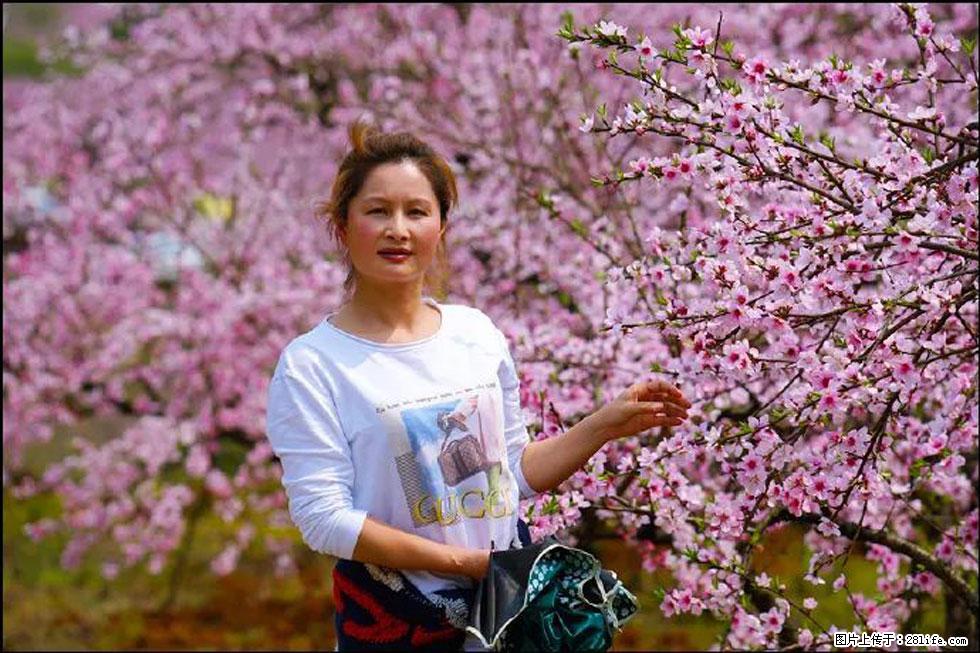 【春天，广西桂林灌阳县向您发出邀请！】官庄村有个醉美的桃花园 - 游山玩水 - 揭阳生活社区 - 揭阳28生活网 jy.28life.net