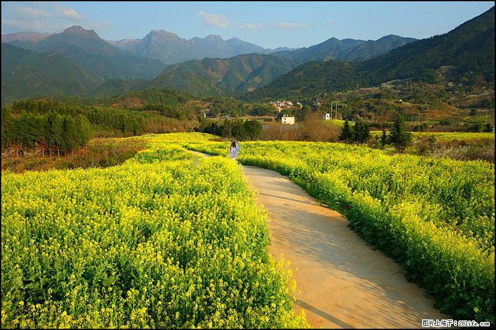 【春天，广西桂林灌阳县向您发出邀请！】长坪村油菜盛情花开 - 游山玩水 - 揭阳生活社区 - 揭阳28生活网 jy.28life.net