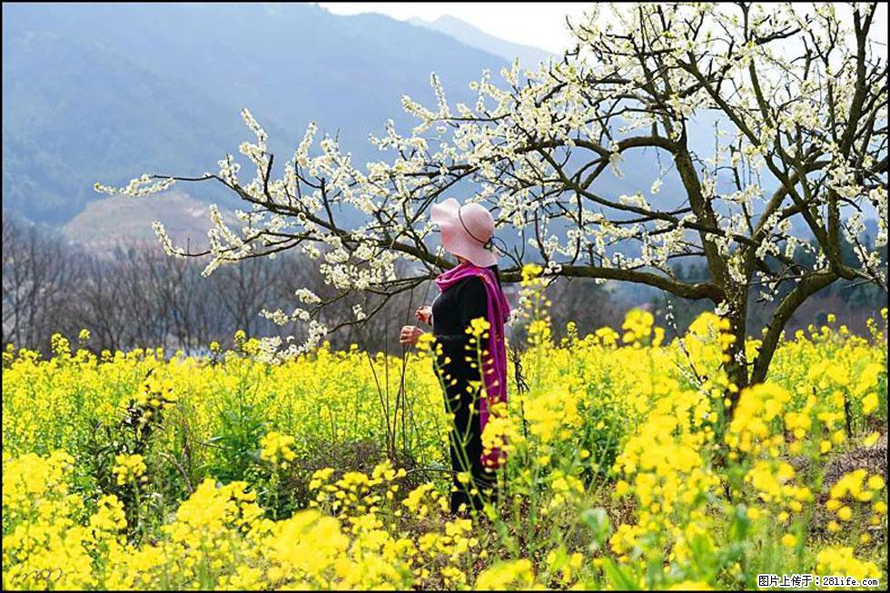 【春天，广西桂林灌阳县向您发出邀请！】长坪村油菜盛情花开 - 游山玩水 - 揭阳生活社区 - 揭阳28生活网 jy.28life.net
