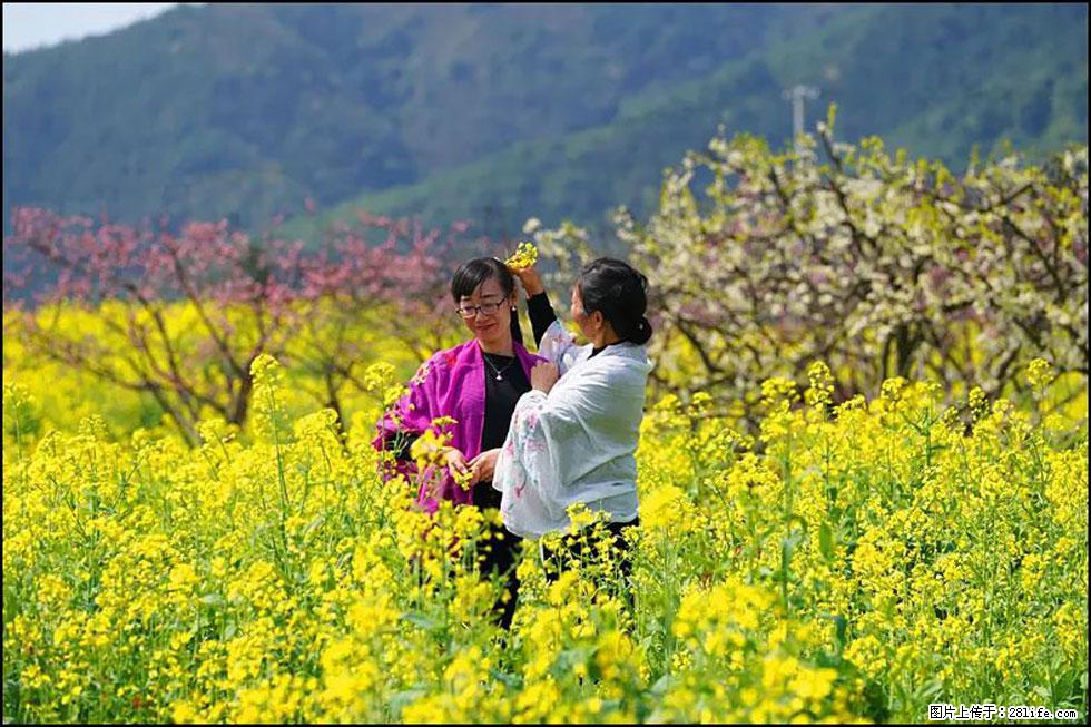 【春天，广西桂林灌阳县向您发出邀请！】长坪村油菜盛情花开 - 游山玩水 - 揭阳生活社区 - 揭阳28生活网 jy.28life.net