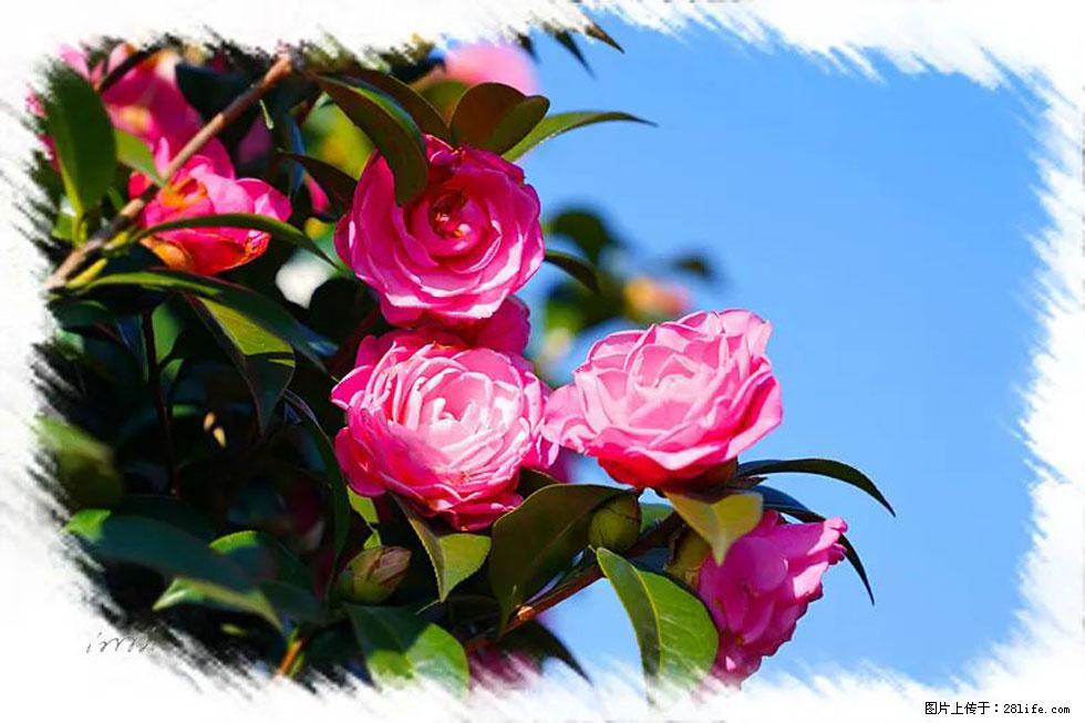 【春天，广西桂林灌阳县向您发出邀请！】杨柳井茶花惹人爱 - 游山玩水 - 揭阳生活社区 - 揭阳28生活网 jy.28life.net