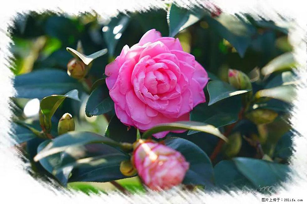 【春天，广西桂林灌阳县向您发出邀请！】杨柳井茶花惹人爱 - 游山玩水 - 揭阳生活社区 - 揭阳28生活网 jy.28life.net