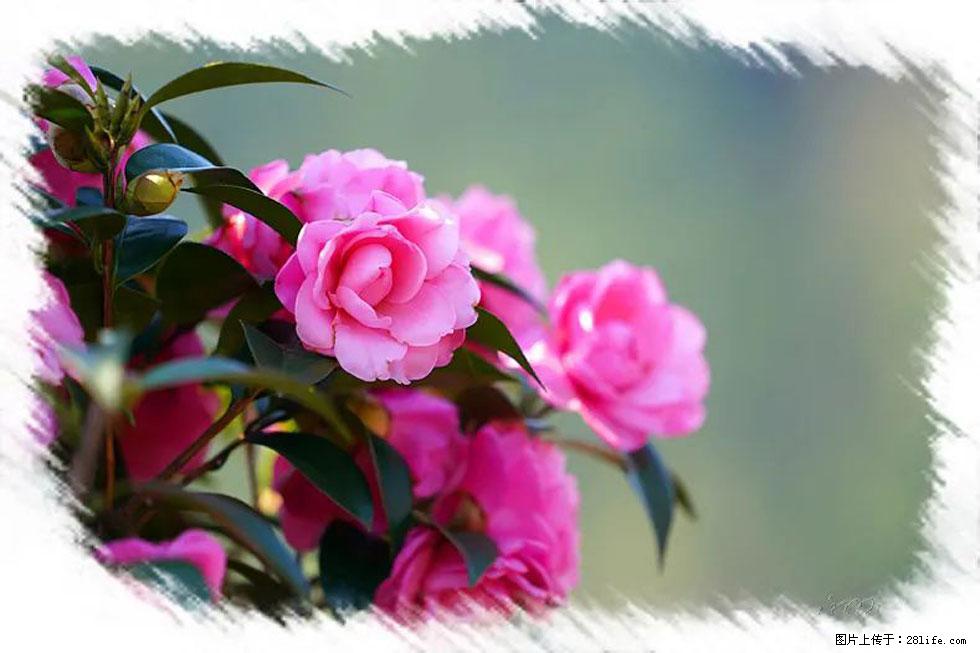 【春天，广西桂林灌阳县向您发出邀请！】杨柳井茶花惹人爱 - 游山玩水 - 揭阳生活社区 - 揭阳28生活网 jy.28life.net