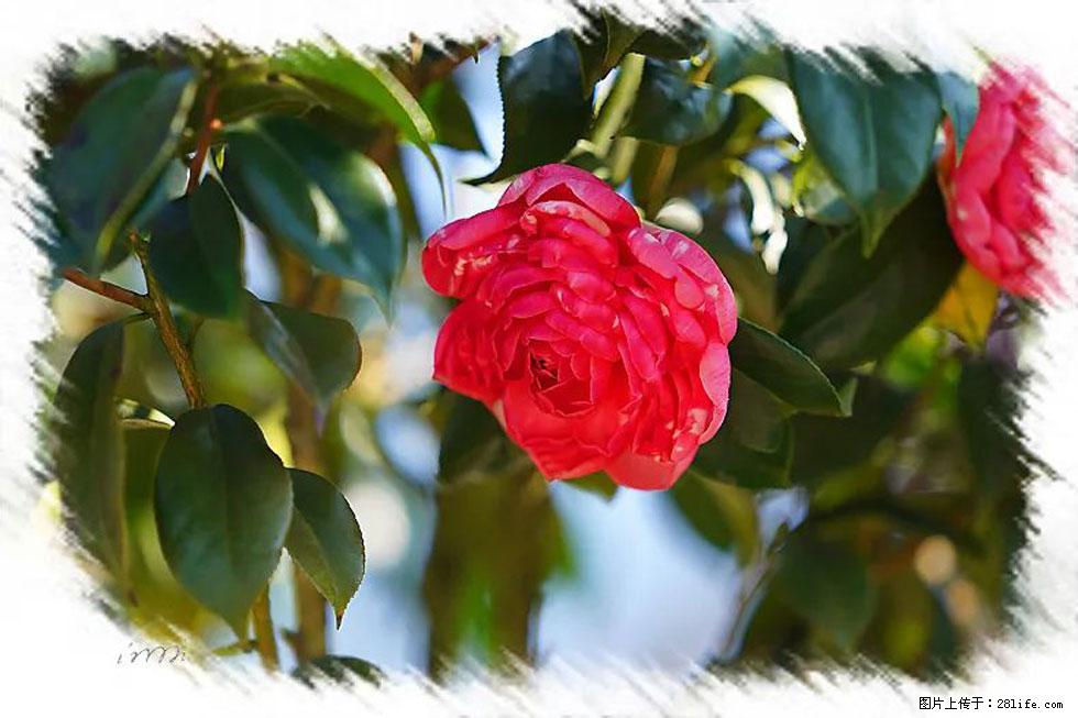 【春天，广西桂林灌阳县向您发出邀请！】杨柳井茶花惹人爱 - 游山玩水 - 揭阳生活社区 - 揭阳28生活网 jy.28life.net