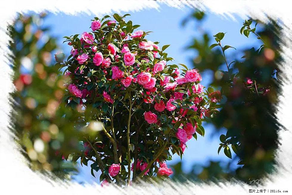 【春天，广西桂林灌阳县向您发出邀请！】杨柳井茶花惹人爱 - 游山玩水 - 揭阳生活社区 - 揭阳28生活网 jy.28life.net