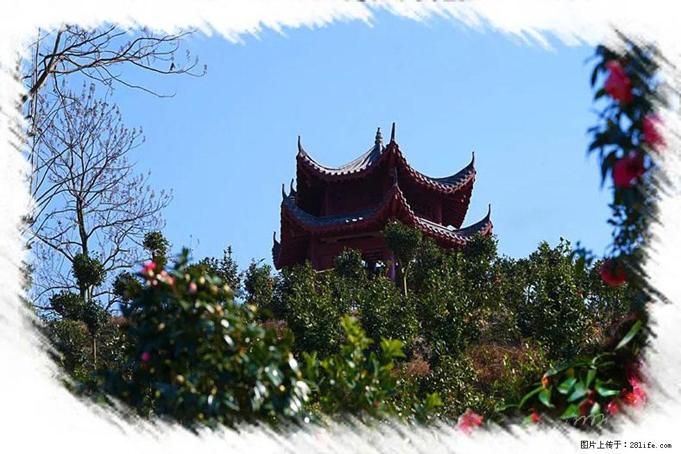 【春天，广西桂林灌阳县向您发出邀请！】杨柳井茶花惹人爱 - 游山玩水 - 揭阳生活社区 - 揭阳28生活网 jy.28life.net