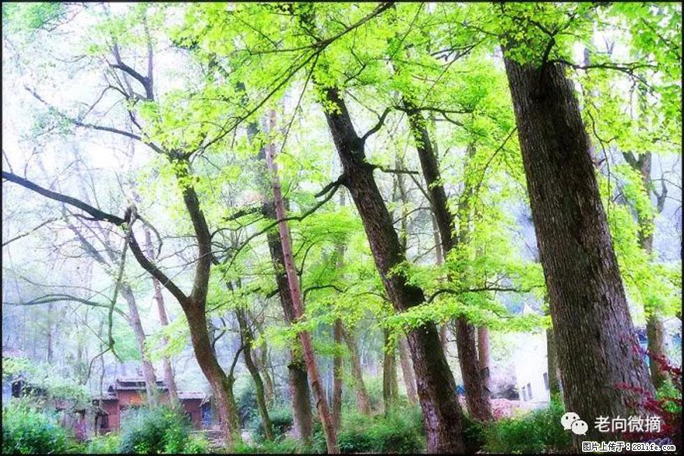 【春天，广西桂林灌阳县向您发出邀请！】在小龙村与春天约会 - 游山玩水 - 揭阳生活社区 - 揭阳28生活网 jy.28life.net
