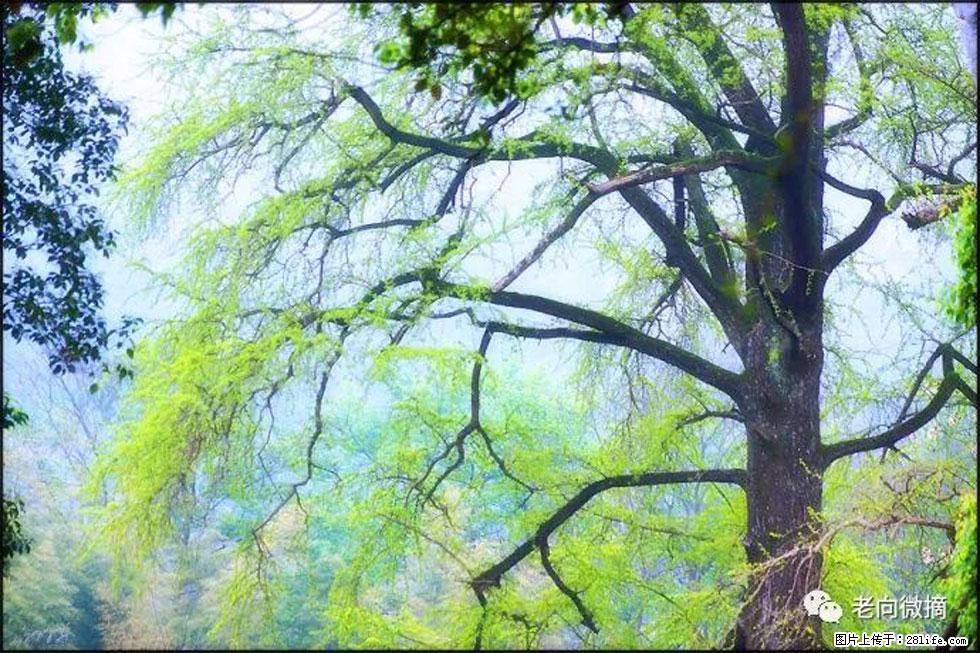 【春天，广西桂林灌阳县向您发出邀请！】在小龙村与春天约会 - 游山玩水 - 揭阳生活社区 - 揭阳28生活网 jy.28life.net