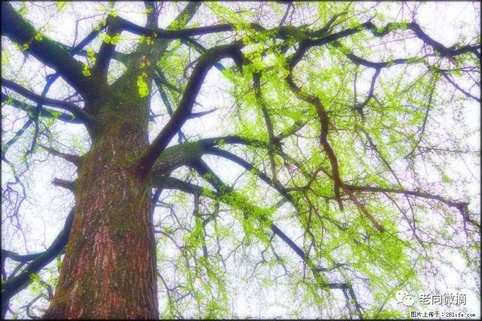 【春天，广西桂林灌阳县向您发出邀请！】在小龙村与春天约会 - 游山玩水 - 揭阳生活社区 - 揭阳28生活网 jy.28life.net