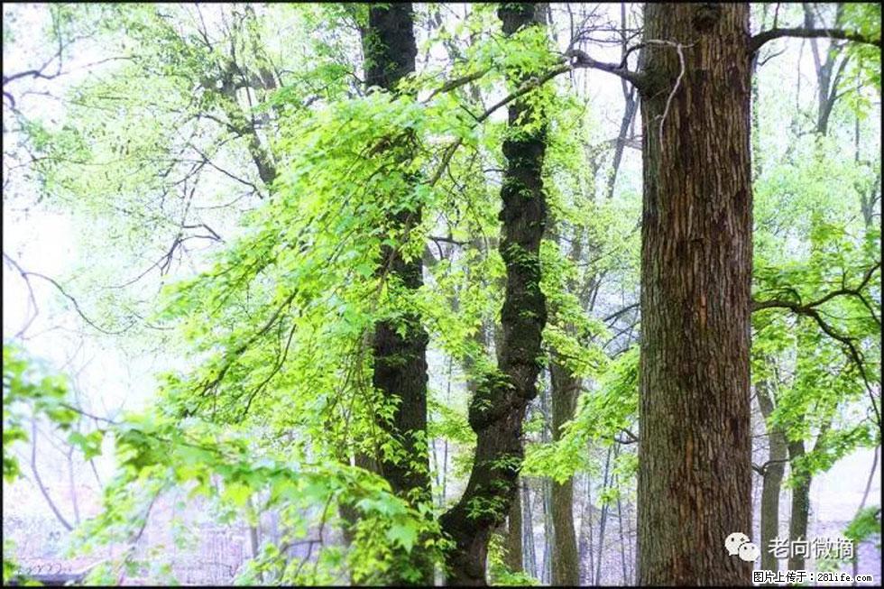 【春天，广西桂林灌阳县向您发出邀请！】在小龙村与春天约会 - 游山玩水 - 揭阳生活社区 - 揭阳28生活网 jy.28life.net