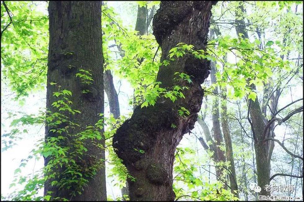 【春天，广西桂林灌阳县向您发出邀请！】在小龙村与春天约会 - 游山玩水 - 揭阳生活社区 - 揭阳28生活网 jy.28life.net