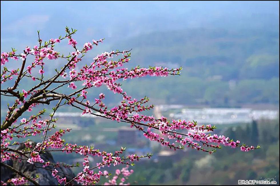 【春天，广西桂林灌阳县向您发出邀请！】望月岭上桃花开 - 游山玩水 - 揭阳生活社区 - 揭阳28生活网 jy.28life.net