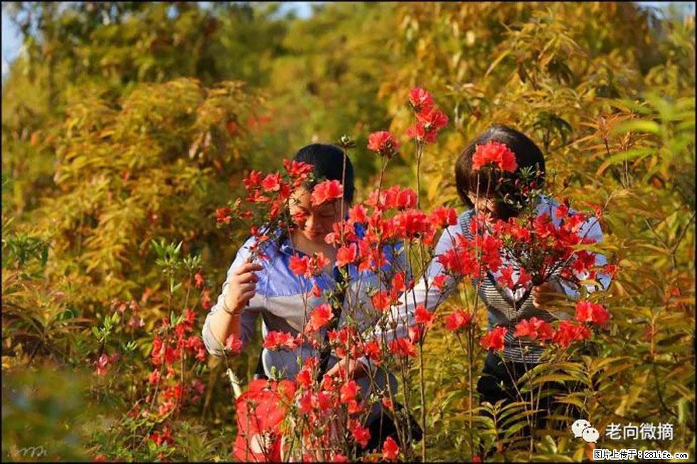 【春天，广西桂林灌阳县向您发出邀请！】登麒麟山，相约映山红 - 游山玩水 - 揭阳生活社区 - 揭阳28生活网 jy.28life.net