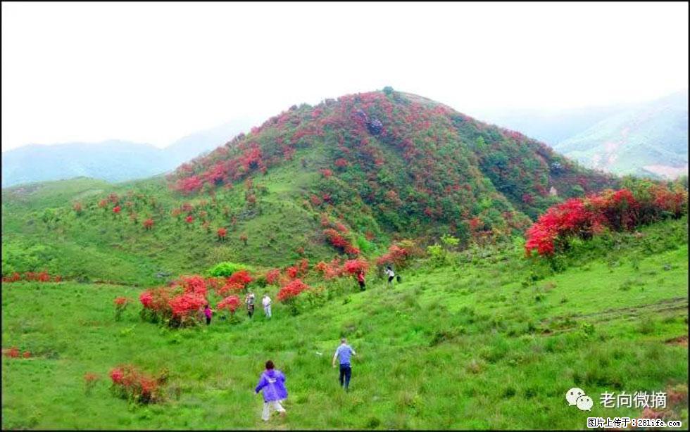 【春天，广西桂林灌阳县向您发出邀请！】宝盖山上映山红 - 游山玩水 - 揭阳生活社区 - 揭阳28生活网 jy.28life.net