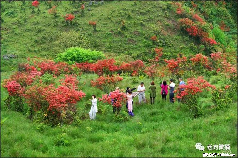 【春天，广西桂林灌阳县向您发出邀请！】宝盖山上映山红 - 游山玩水 - 揭阳生活社区 - 揭阳28生活网 jy.28life.net