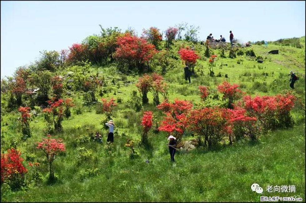 【春天，广西桂林灌阳县向您发出邀请！】宝盖山上映山红 - 游山玩水 - 揭阳生活社区 - 揭阳28生活网 jy.28life.net