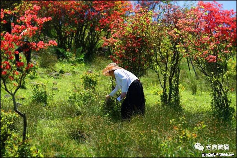 【春天，广西桂林灌阳县向您发出邀请！】宝盖山上映山红 - 游山玩水 - 揭阳生活社区 - 揭阳28生活网 jy.28life.net