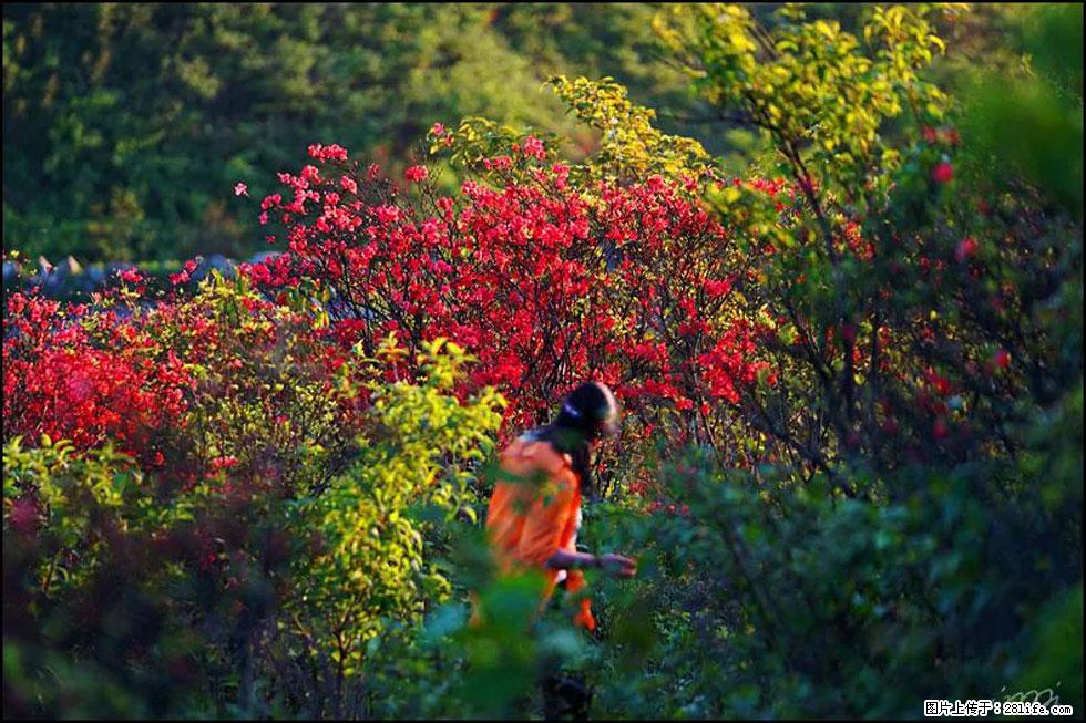 【春天，广西桂林灌阳县向您发出邀请！】春木界上映山红 - 游山玩水 - 揭阳生活社区 - 揭阳28生活网 jy.28life.net