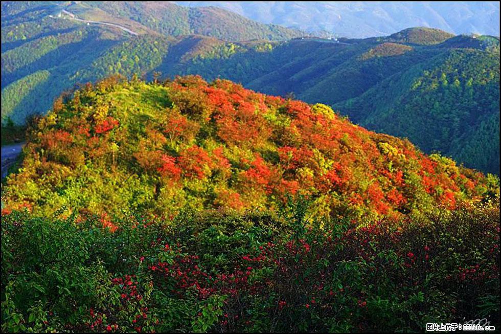 【春天，广西桂林灌阳县向您发出邀请！】春木界上映山红 - 游山玩水 - 揭阳生活社区 - 揭阳28生活网 jy.28life.net