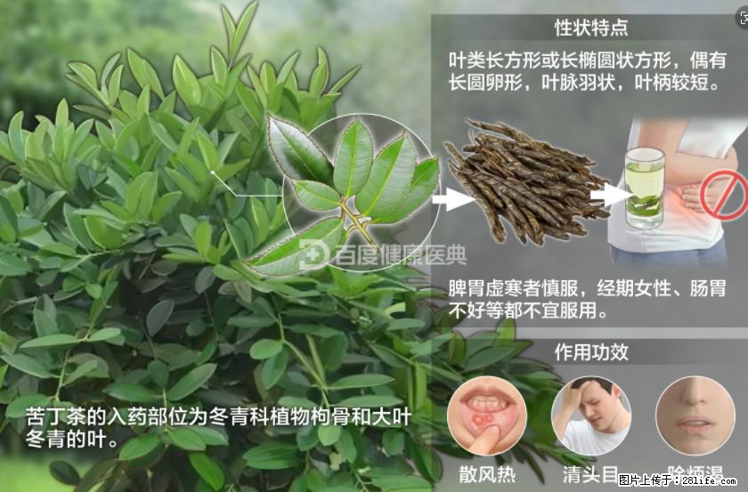 苦丁茶有哪些功效和作用 - 生活百科 - 揭阳生活社区 - 揭阳28生活网 jy.28life.net