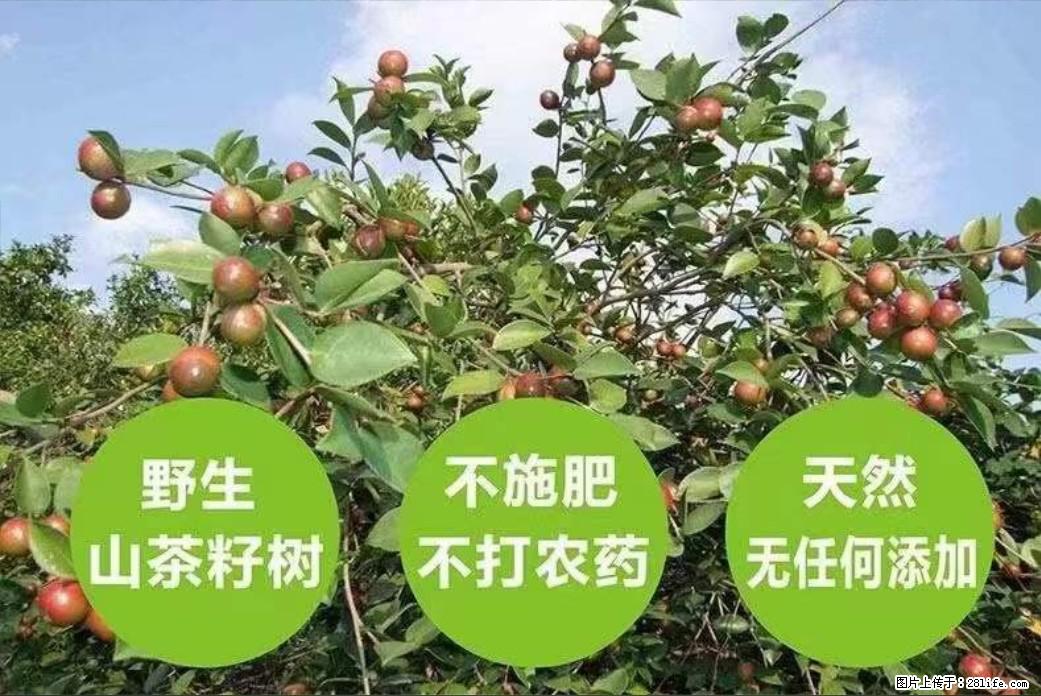 【灌阳县油茶产业示范区】一个有着充实的精神生活的人，对待身外之物自会有一种淡泊的态度 - 美食天地 - 揭阳生活社区 - 揭阳28生活网 jy.28life.net
