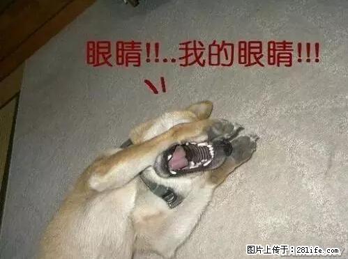 笑癫了！一女的怀孕三年未生，他终于忍不住了... - 娱乐八卦 - 揭阳生活社区 - 揭阳28生活网 jy.28life.net