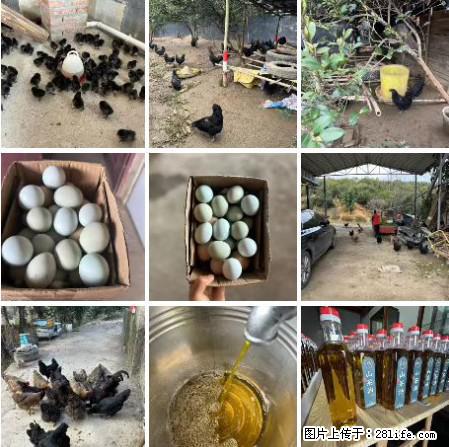 油茶园从小鸡仔开始养起的纯土鸡、土鸡蛋可以预定啦！还有前几天刚榨的纯山茶油哦 - 土特产 - 饮食特产 - 揭阳分类信息 - 揭阳28生活网 jy.28life.net