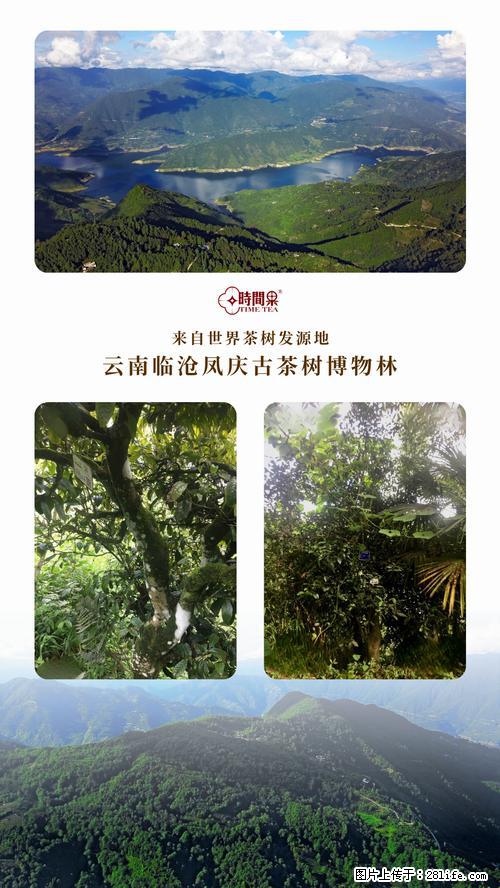 时间果百年古树2025年春红茶 - 购物交流 - 揭阳生活社区 - 揭阳28生活网 jy.28life.net