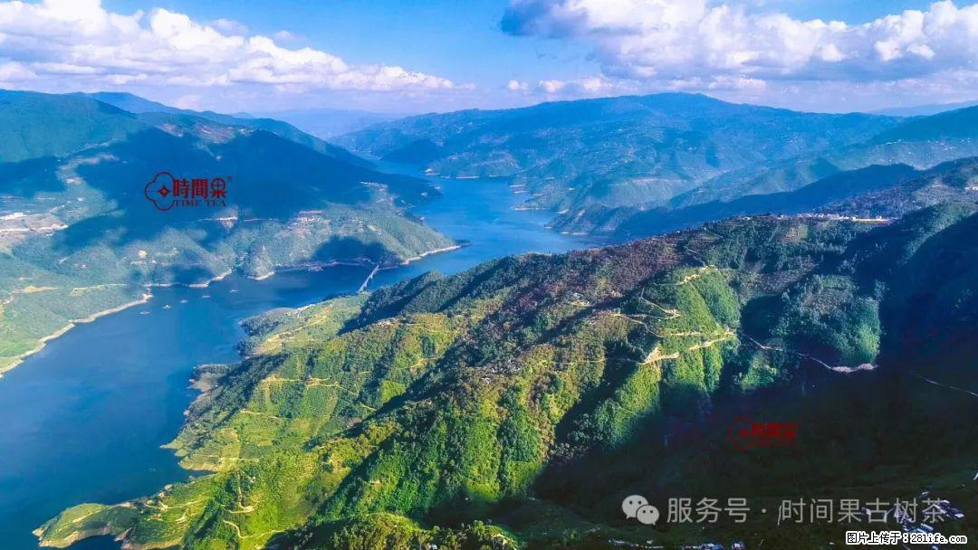 时间果百年古树龙珠普洱生茶 - 购物交流 - 揭阳生活社区 - 揭阳28生活网 jy.28life.net