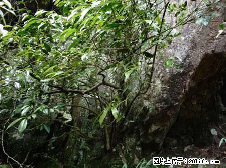 平乐石崖茶，珍贵仅次于金花茶 - 揭阳生活资讯 - 揭阳28生活网 jy.28life.net