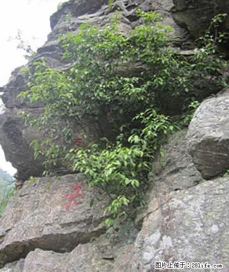平乐石崖茶，珍贵仅次于金花茶 - 揭阳生活资讯 - 揭阳28生活网 jy.28life.net