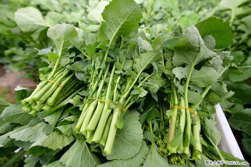 这些蔬菜是“天然钙片”，这6种被医生重点推荐 - 揭阳生活资讯 - 揭阳28生活网 jy.28life.net
